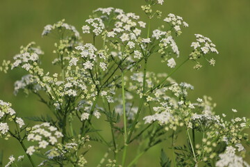 Anthriscus sylvestris. White cow parsley flowering plant in forest.