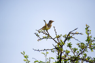 the northern wheater perched on a tree branch