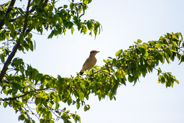 the northern wheater perched on a tree branch