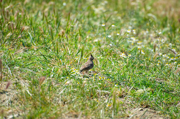 the crested lark in the grass