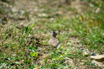 the crested lark in the grass