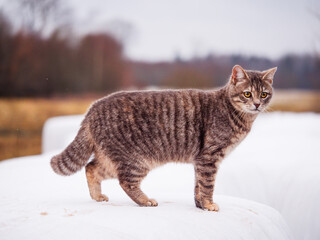 Cute tabby cat on white snow, dull winter nature scene with fields and forest in the background....
