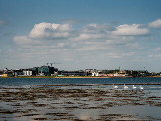 Naklejka premium Group of adult swans on the way to Galway city by water. Town buildings in the background. Sightseeing and tourism concept. Warm sunny day with blue cloudy sky. West of Ireland. Tourist and landmarks