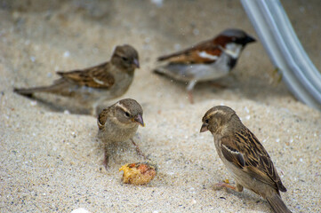 the house sparrows eating some food on the beach