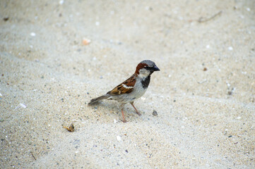 the house sparrow on the beach