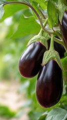 Richly colored eggplants hanging in a lush garden surrounded by green leaves under natural sunlight