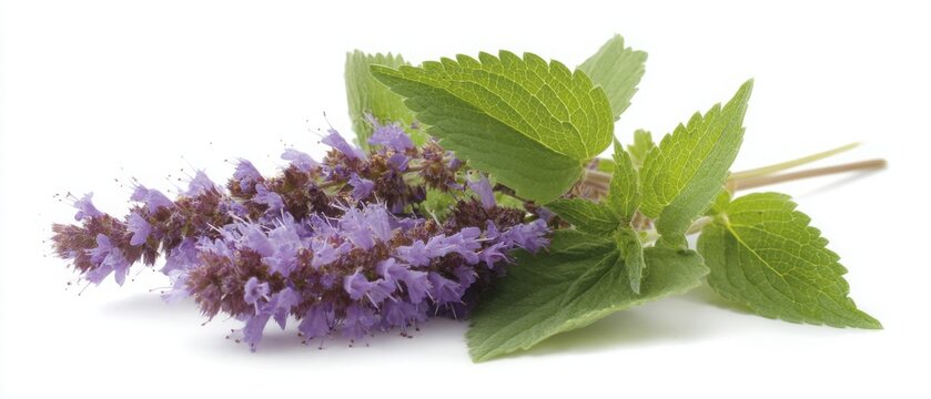 Patchouli plant with vibrant purple flowers and green leaves in close-up view