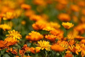 Field of Calendula Flowers in Bloom – Vector