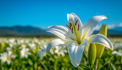 Close-up of a blooming white lily flower in a vast flower field under clear blue sky