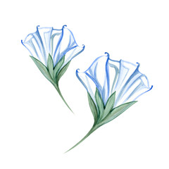 Watercolor delicate illustration of blooming datura. Night flowers