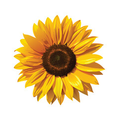 Fototapeta premium Vibrant and detailed close up vector illustration of a beautiful sunflower blossom