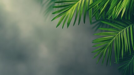 Fototapeta premium Lush green palm leaves creating a serene tropical atmosphere in nature