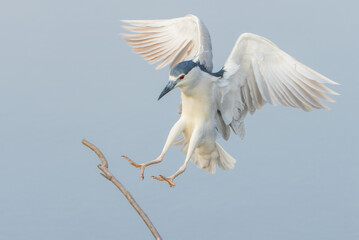 white and blue black- crowned night heron in flight flying towards a stick about to land with wings...