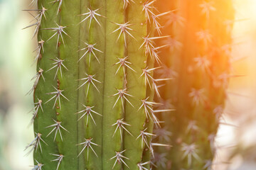 Cactus Spikes Desert: Close-up shows green cactus with sharp spikes in desert during daytime for...