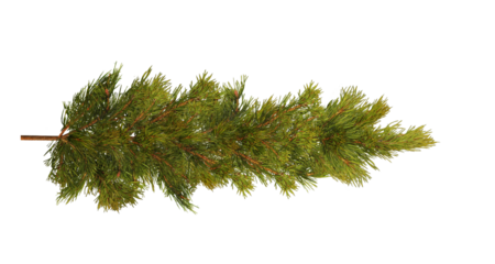ine branch on white, Green pine needles, Evergreen tree branch, Object for food, health, hair care or perfumery related design element, cut out, PNG, top view / flat lay 