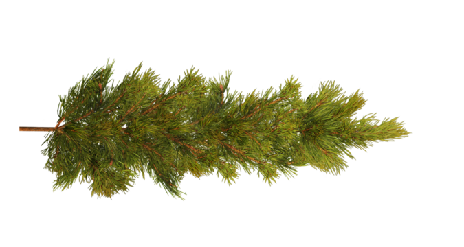 ine branch on white, Green pine needles, Evergreen tree branch, Object for food, health, hair care or perfumery related design element, cut out, PNG, top view / flat lay 
