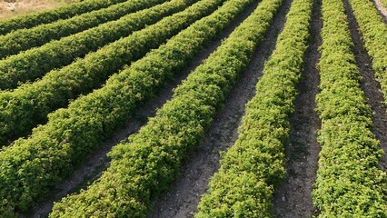 Pink rose blossom. bush of pink roses. Green farm fields.High quality photo