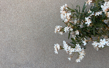 Nerium oleander with white pink flowers on a gray wall background in Tenerife,Canary Islands,Spain.