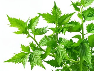 nettle isolated on white background