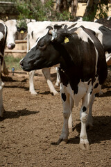 full-length black and white cow photo. The topic of animal husbandry, cattle and veterinary medicine