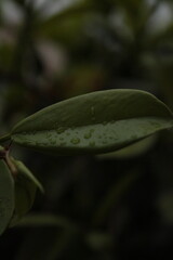 rain drops on a leaf