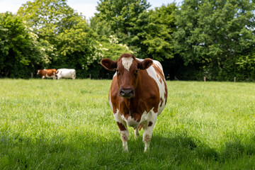 Cow in meadow looking straight into the camera from close up with a brown and white cow in the background