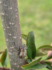 close-up of a Naupactus