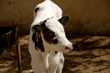 the photo of the calf is in black and white. The topic of animal husbandry and farming