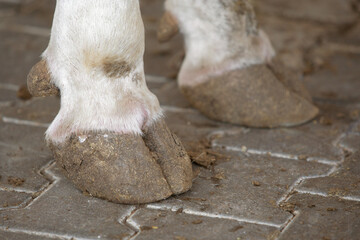 close-up photo of cow hooves. The topic of animal husbandry, animal care and veterinary medicine