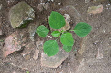 Indian mercury, a herbal plant, is growing on a rough ground, as seen from the top