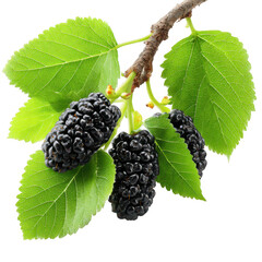 Mulberry fruit cluster with fresh green leaves on branch, showing ripe dark purple berries and detailed leaf veins, isolated on transparency background with vibrant natural colors