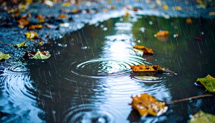 Autumn Leaves Floating on Water with Raindrop Ripples in a Puddle
