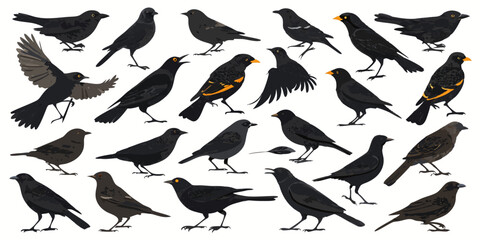 Fototapeta premium collection of birds