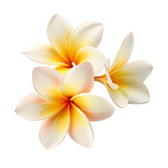 frangipani flower isolated on white transparent 