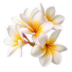 frangipani flower isolated on white transparent 