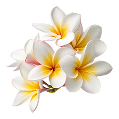 frangipani flower isolated on white
