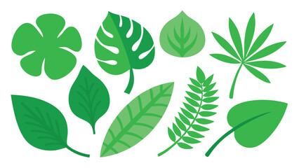 Tropical leaves. Cartoon jungle exotic palm plants and flowers. Banana, philodendron, plumeria, monstera leaf isolated on white background