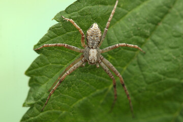 a small spider on a leaf