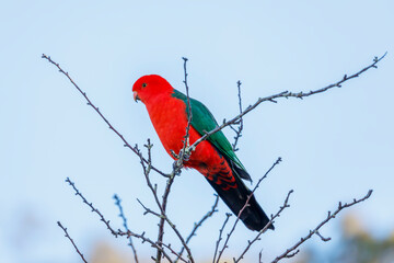 Photograph of a red feathered male Australian King Parrot sitting on a tree branch in a domestic garden in the Blue Mountains in NSW, Australia.