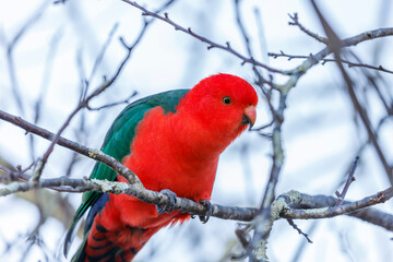 Photograph of a red feathered male Australian King Parrot sitting on a tree branch in a domestic garden in the Blue Mountains in NSW, Australia.