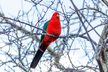Photograph of a red feathered male Australian King Parrot sitting on a tree branch in a domestic garden in the Blue Mountains in NSW, Australia.