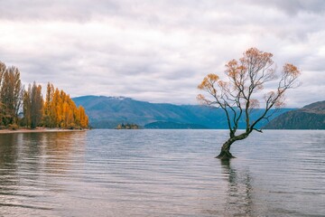 Lone Tree in Lake Wanaka with Autumn Foliage