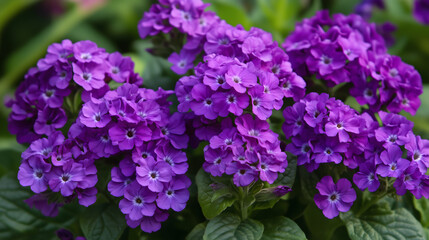 Vibrant Purple Phlox Flowers in Full Bloom Close Up Garden Photography