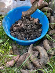 Filling and Stacking Cow Horns with Compost for Biodynamic Farming
