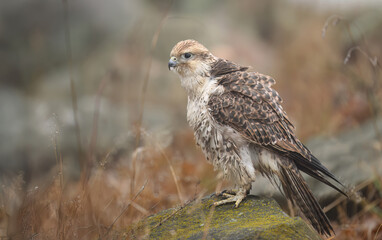 Saker falcon ( falco cherrug ) close up