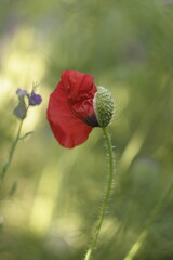 red poppy flower