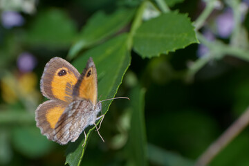 Colorful butterfly perched on a green leaf in a lush garden during daylight hours