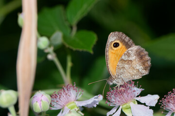 Butterfly rests on delicate flowers in a lush garden during a sunny afternoon in summer