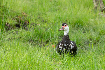 duck in the grass