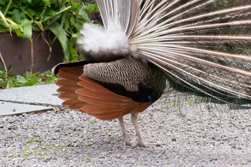 peacock with feathers
